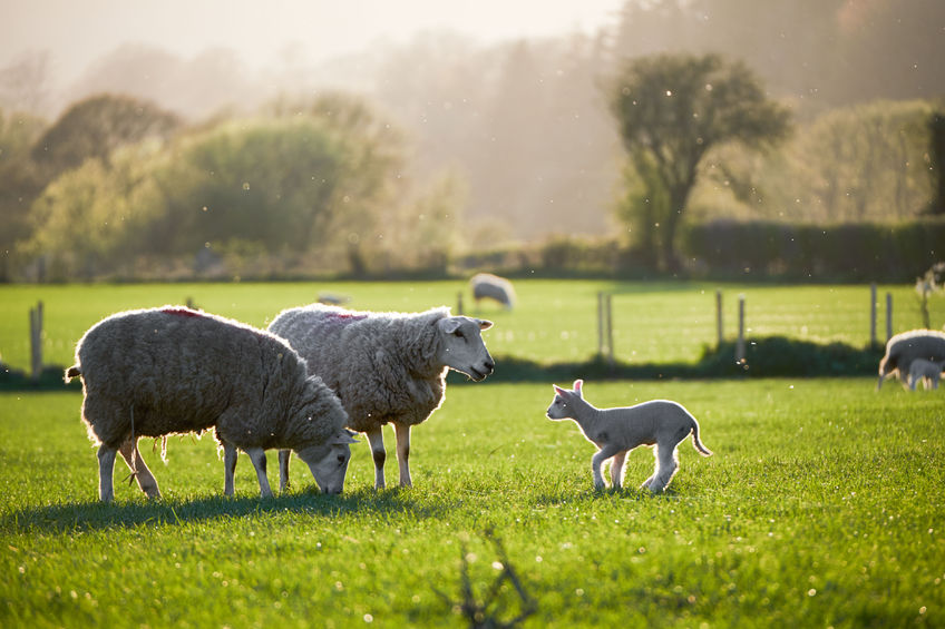 Polish visitors were give a lamb experience that was thoroughly British