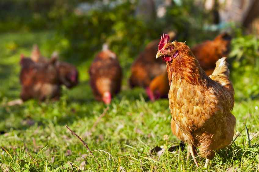 The risk of the disease entering the UK currently remains low for poultry and medium for wild birds