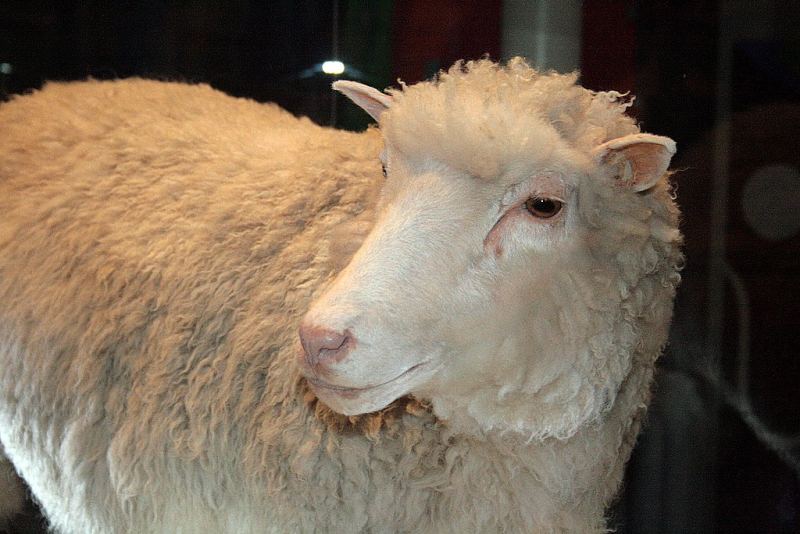 The world's most famous sheep, Dolly, made history by being the first mammal to be cloned from an adult cell