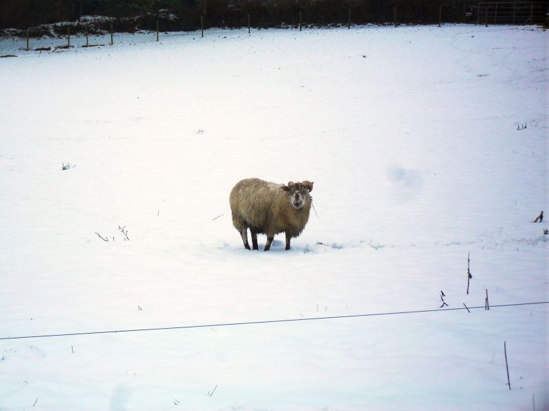 Severe weather can make it difficult to get supplies to animals