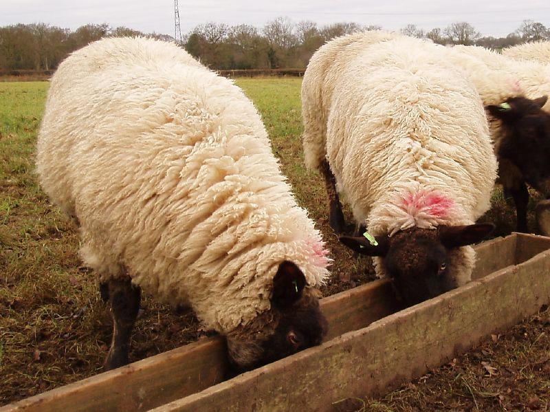 The MOU recognises compliant businesses that are members of the Farm Assured Welsh Livestock (FAWL) scheme
