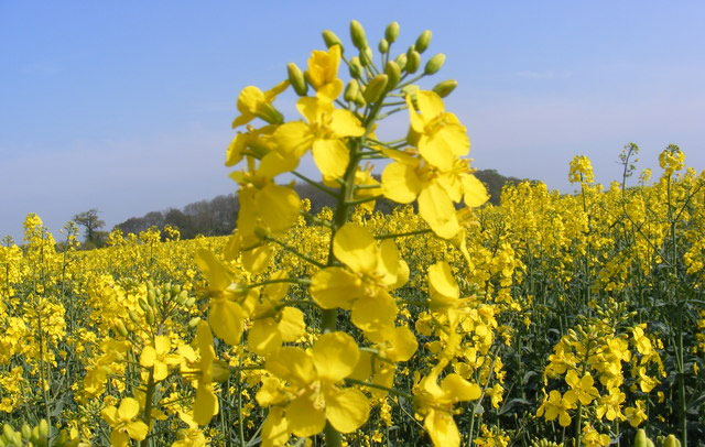 Following five consecutive years of decline, the forecast area of OSR has increased by nine per cent compared with harvest 2017