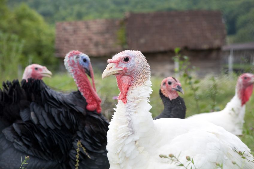 Buying a British turkey helps support local farmers and the local economy