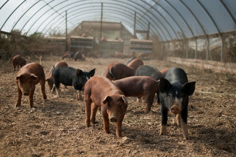 China is as a ‘very high’ potential market for UK pig meat exports