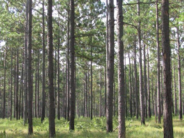 Doddington North Moor has been given consent to plant a new 350-hectare forest