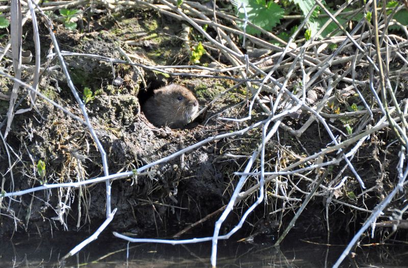 Farmers aim to further enhance habitat in and around the favoured nesting fields