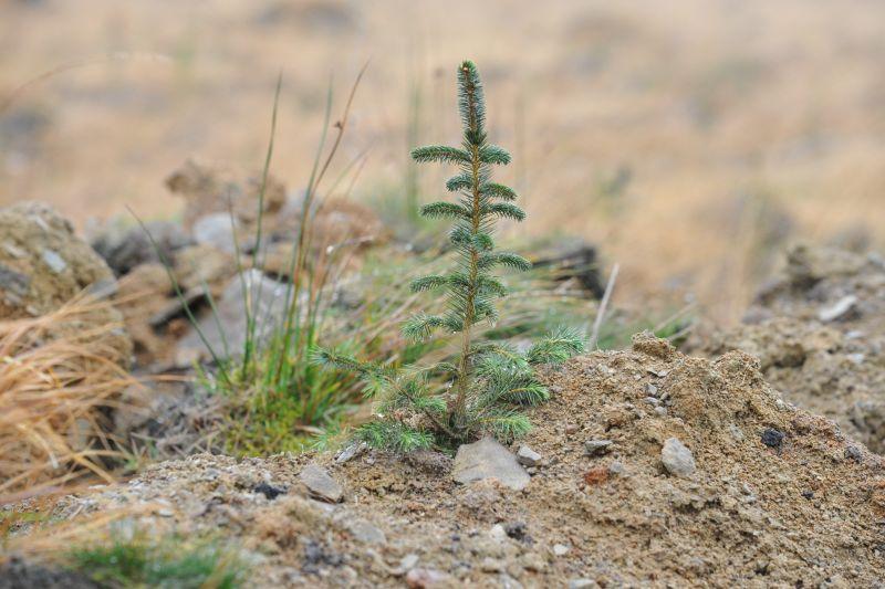 Forestry scheme secures sustainable future for Welsh hill farm