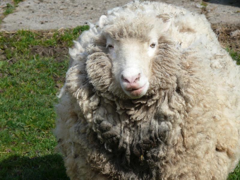 National Sheep Association is seeking young farmers to represent sheep farming