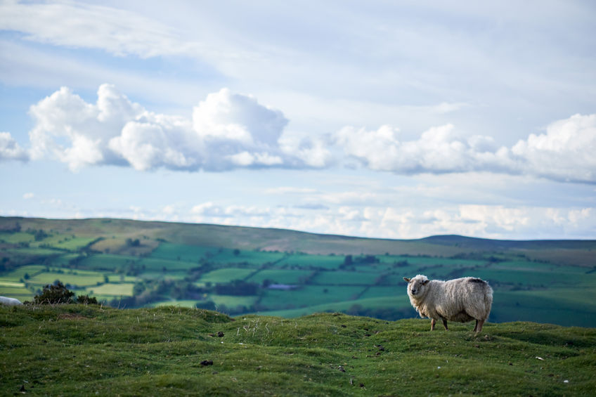 The Farmers' Union of Wales has demanded Welsh access to the EU Single Market and Customs Union