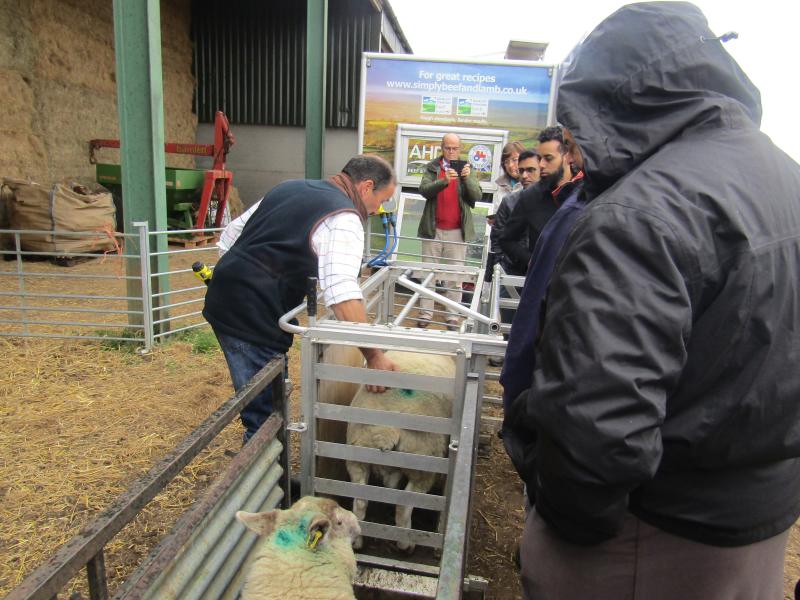 Halal sector stakeholders visited a farm in Leicestershire to better understand practices