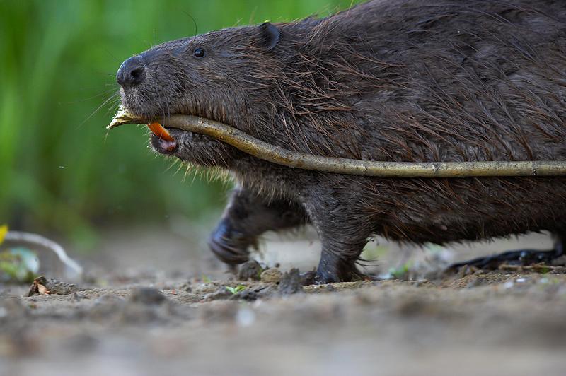Farmers have expressed concern about the increasing amount of beaver numbers in the UK (Photo: Sven Zacek)
