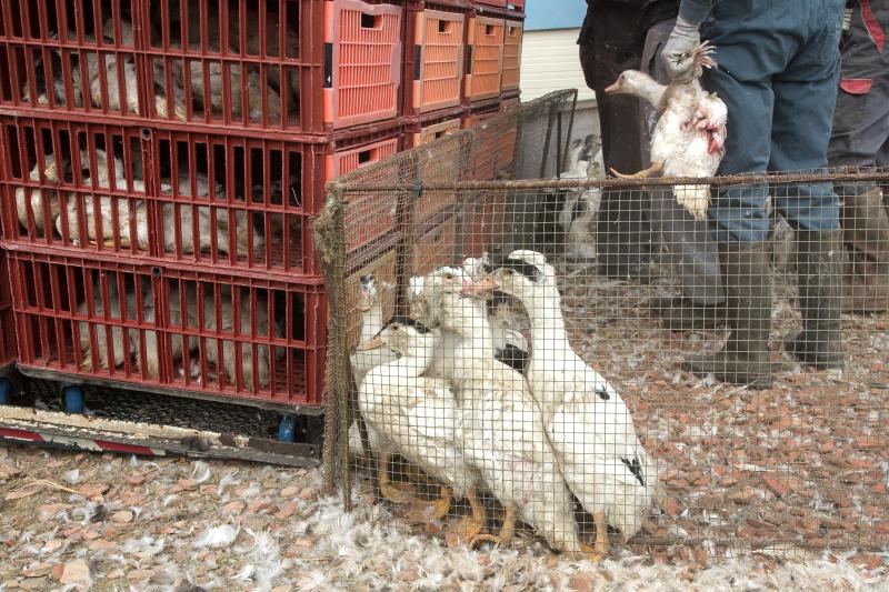 Ducks are transported to a slaughterhouse to eradicate the epidemic of avian influenza at a farm in France on 22 February 2017