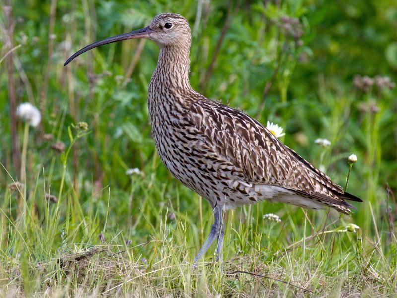 Curlew numbers have been declining