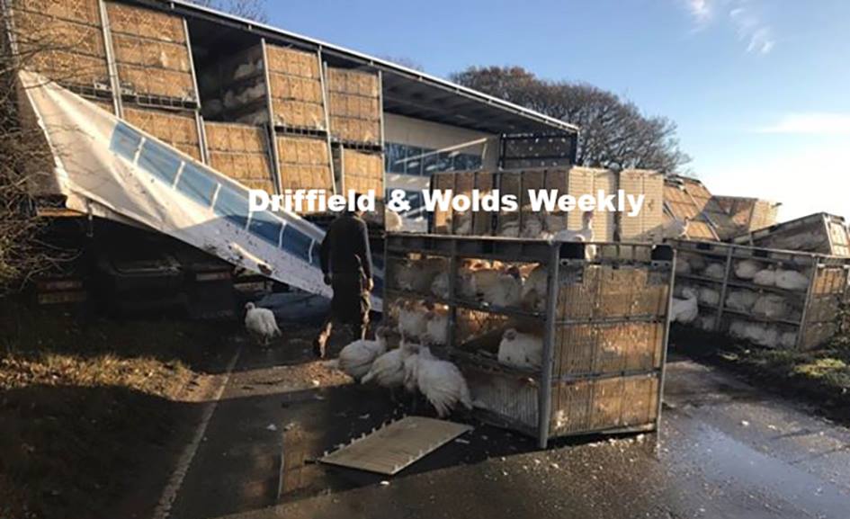 Turkeys escaped from a lorry after it jackknifed