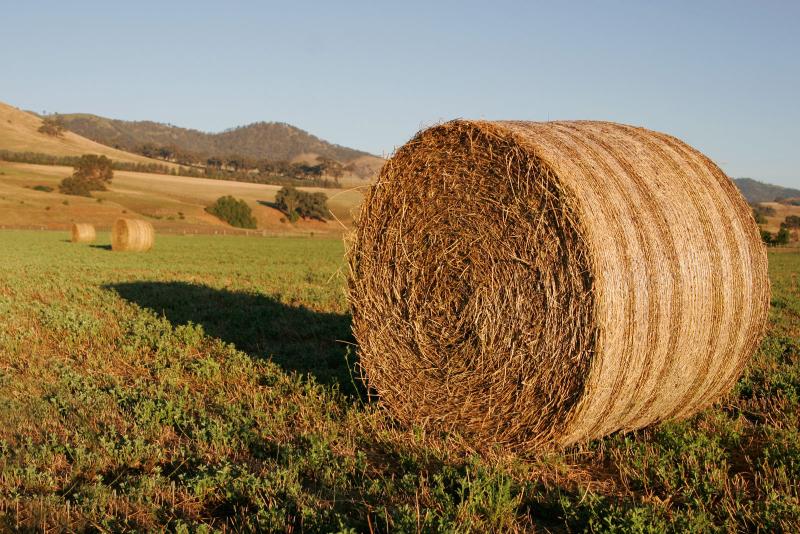 The wet summer and autumn has left many livestock farms short of forage going into the winter