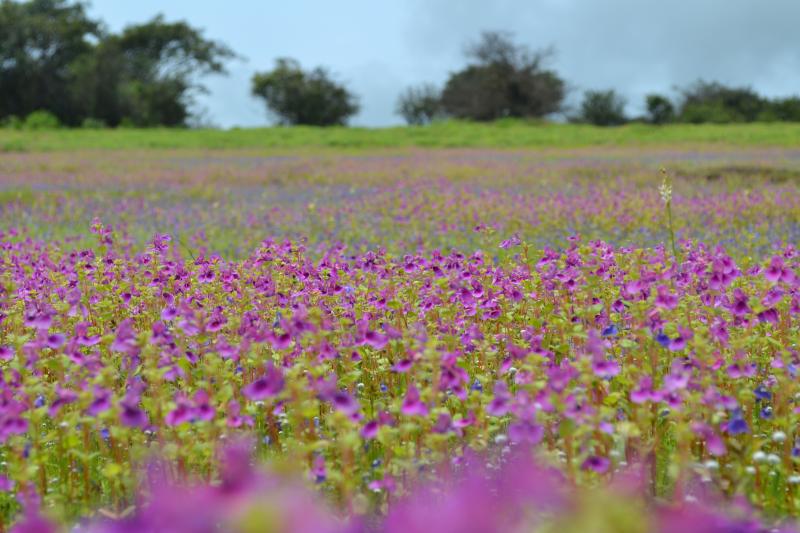 Species-rich grasslands were once common across the UK and supported pastoral agriculture