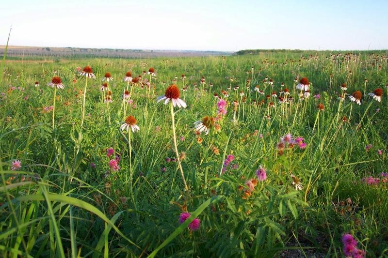 Multi-species grassland swards may allow for reductions in the input of fertiliser