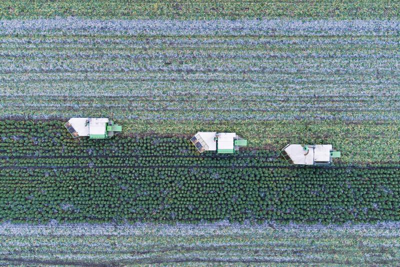 Farmers have been working non-stop to pick British Brussels' just in time for Christmas