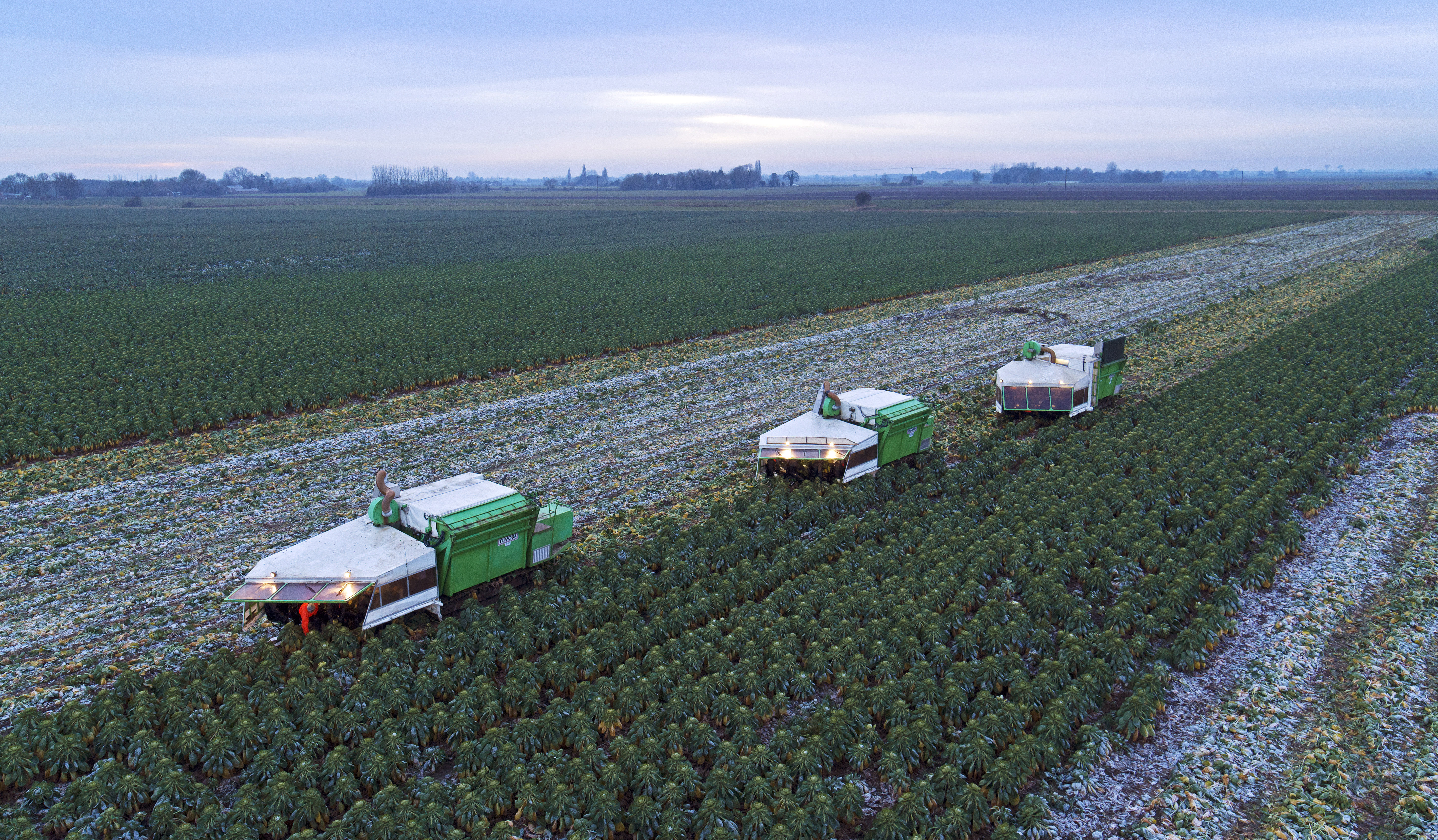 Farmers have said it is a '24-hour job' to make sure British households get their sprouts this festive season