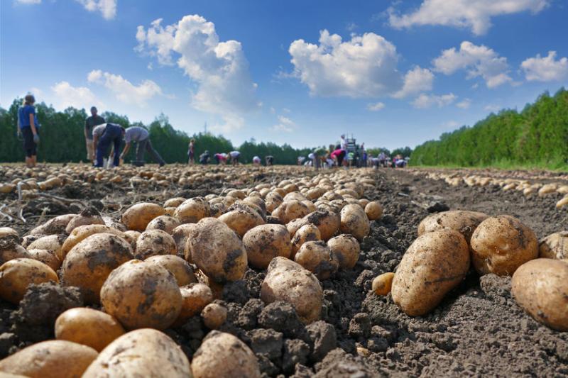 Greater transparency needed for potato growers, new NFU report highlights