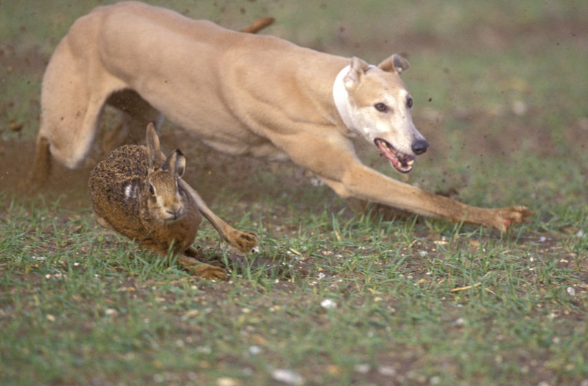 Farmers face threatening behaviour, violence and intimidation when people use their land to practice hare coursing