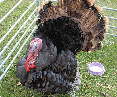 The nine Norfolk Black Turkeys were kept for breeding and recently wormed