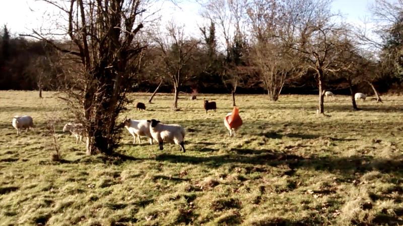 A sheepish-looking ewe with a traffic cone on her head