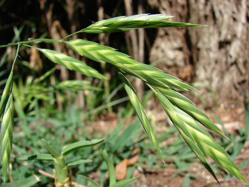 According to the survey, sterile brome was considered to be the second most problematic grass weed in the UK