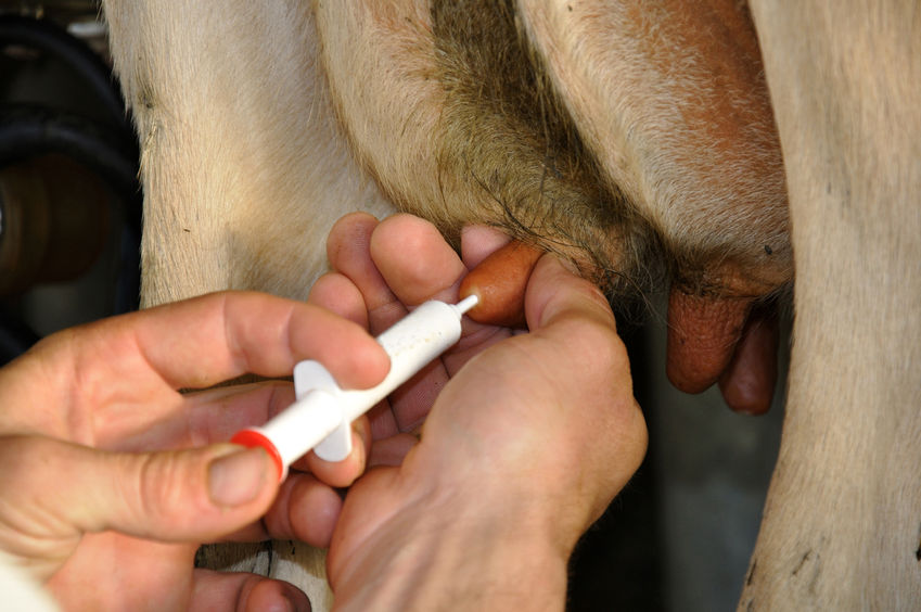 Administering antibiotics to an animal increases the risk of bacteria acquiring resistance