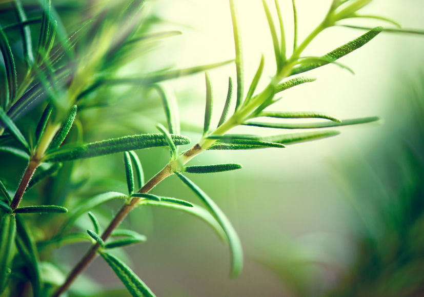 Weed control is the number one concern for most herb growers