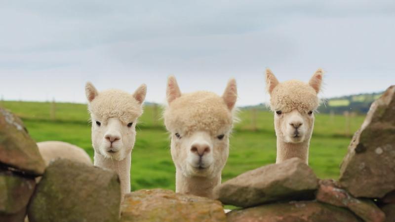 The Farmers' Country Showdown returns for series 2 on Tuesday 2 January