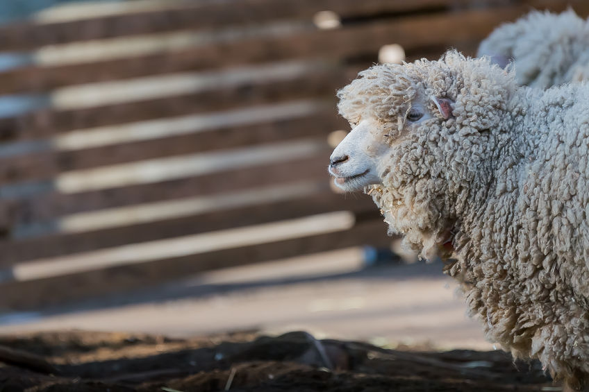 Under the Dogs (Protection of Livestock) Act 1953, if a dog worries sheep on agricultural land, the person in charge of the dog is guilty of an offence