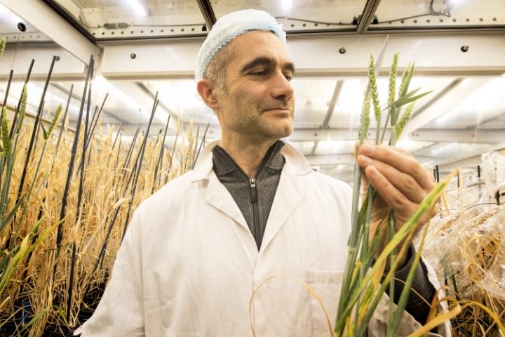 Speed breeding means that it is now possible to grow as many as 6 generations of wheat every year -- a threefold increase on the techniques currently used by breeders and researchers
