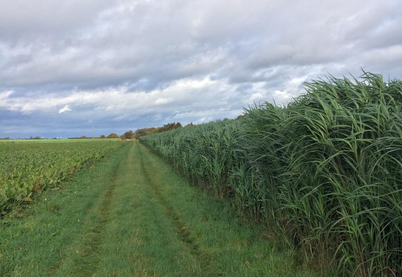 Miscanthus grows up to 12 feet high and has the potential to yield 15 tonnes per hectare
