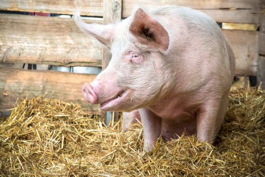 The pig industry wants to promote British pork in 2018