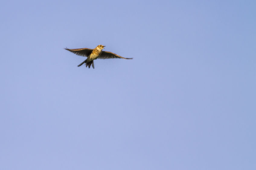 12 of the 17 priority farmland bird species have shown a positive change in abundance