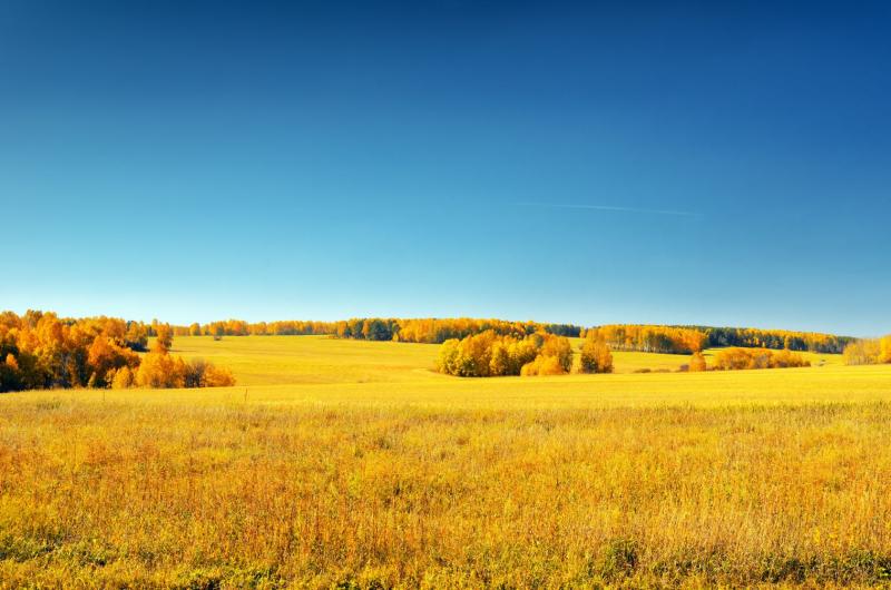 Agricultural land offers generous tax breaks as it is exempt from inheritance tax after two years if it is actively farmed