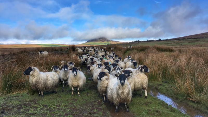 Over 100 farmers have united to launch Nature Friendly Farming Network to influence government policy (Photo: Neal Warnock)