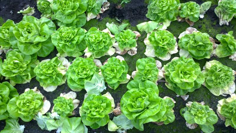 Lettuce fusarium wilt outbreak in UK (Photo: AHDB)