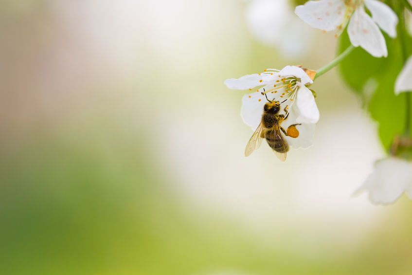 The mid-term review of the EU 2020 biodiversity strategy showed that pollination might be significantly decreasing