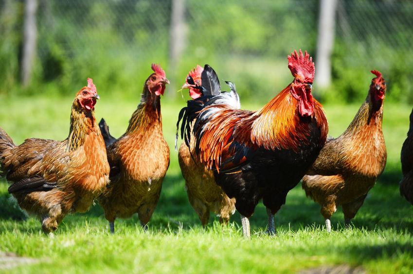 Marek’s disease is a major threat to the poultry industry