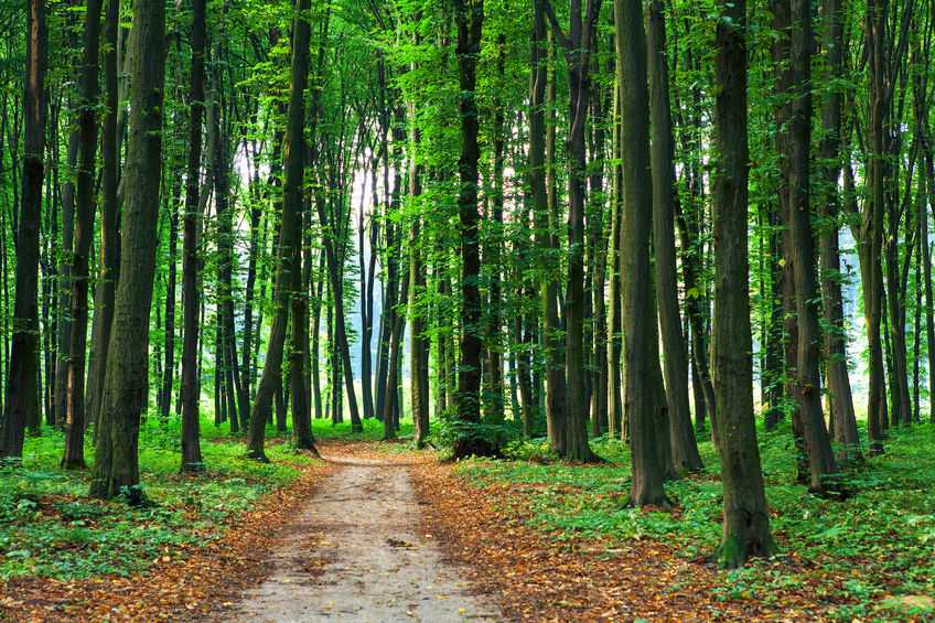 Farmers and landowners are increasingly seeing the benefits of woodland creation