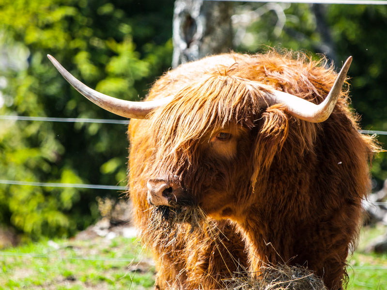 Handling cattle always involves a risk of injury from crushing, kicking, butting or goring