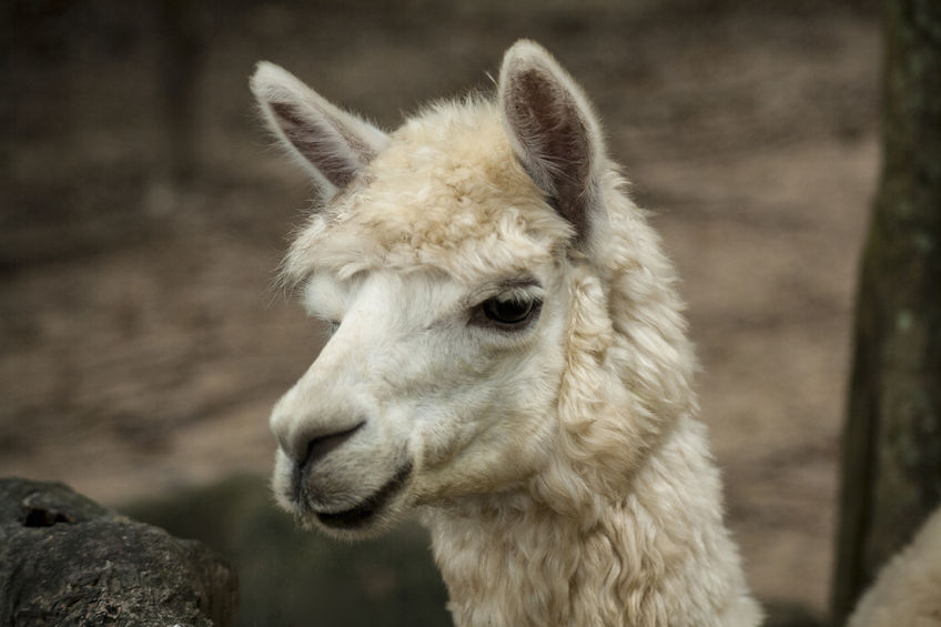 Two pregnant alpacas are among three beaten to death