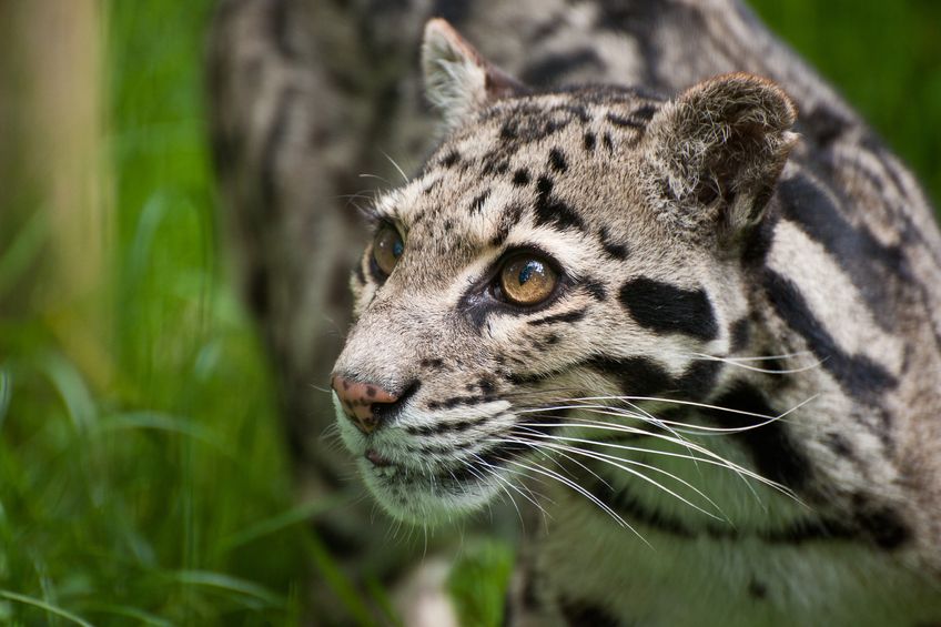 A farmer laid fox traps after some of his sheep were killed by the leopard