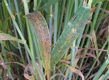 Ramularia can cause extensive loss in crop yield (Photo: AHDB)
