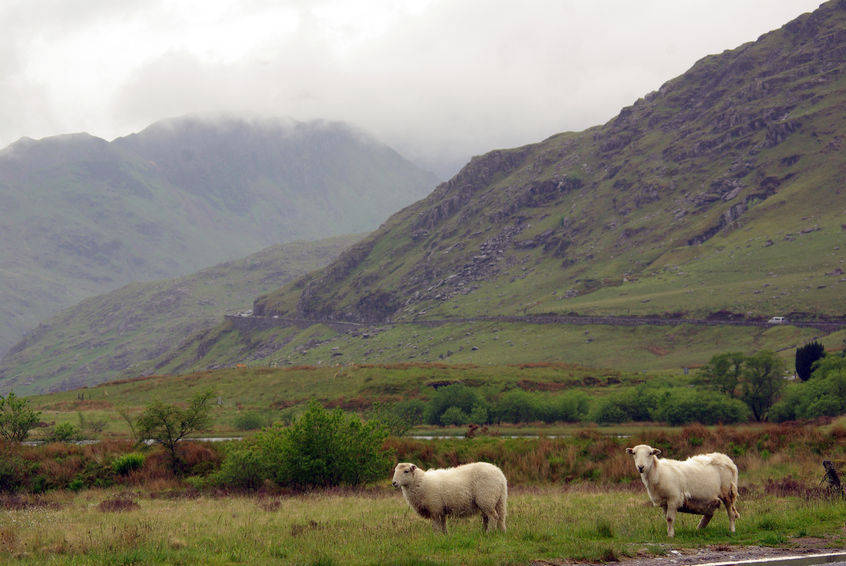 The recent wet weather causes a higher risk of liver fluke