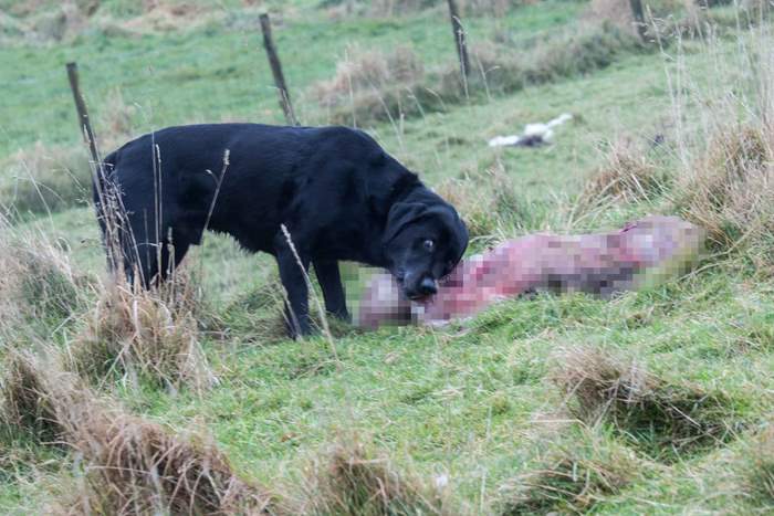 Police are now looking to trace the owner of the black Labrador (Photo: Lancashire Police)