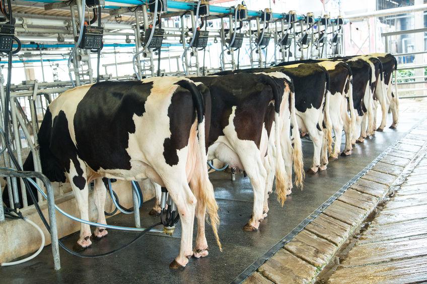 The NFU said there is a "significant amount" of uncertainty on dairy farms across the country