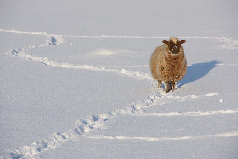 The Met Office said some rural communities are 'likely to become cut off' (Photo: Mike Pennington)